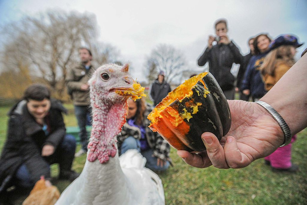 10 Reasons Not to Eat Meat
